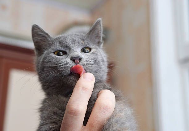 Mystery Taste Test